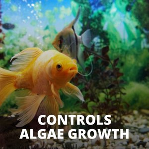 Tetra No More Algae Controls Algae Growth for Water Clarity, 8 count