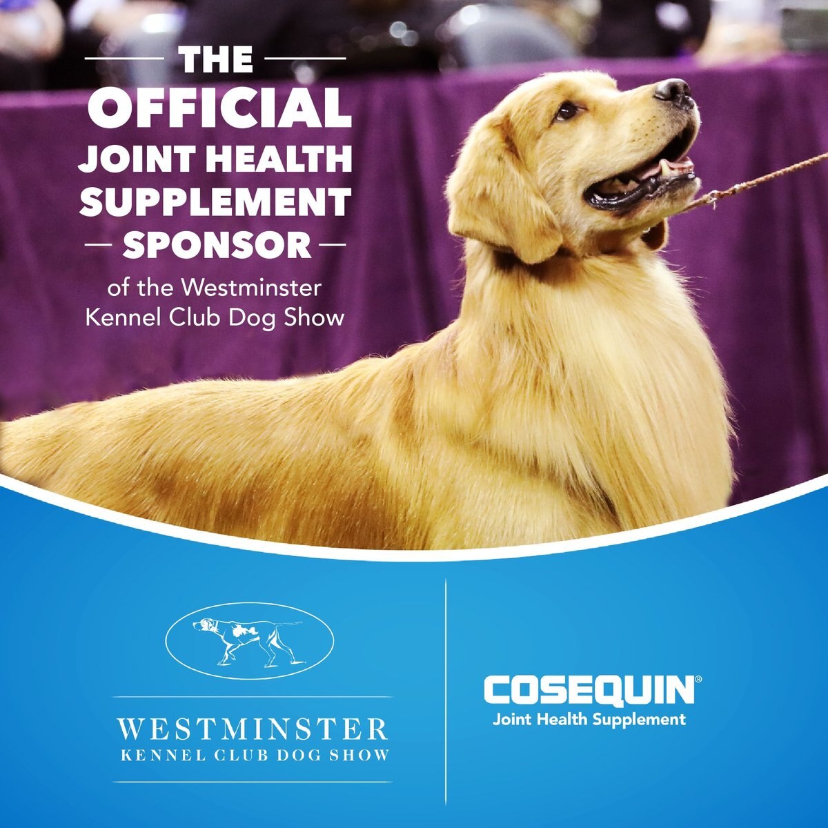 Cosequin glucosamine 2024 chondroitin for dogs