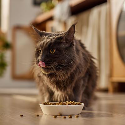 Show full view: Natural Balance L.I.D. Limited Ingredient Diets Green Pea & Venison Grain-Free Dry Cat Food, 8-lb bag slide 4 of 7