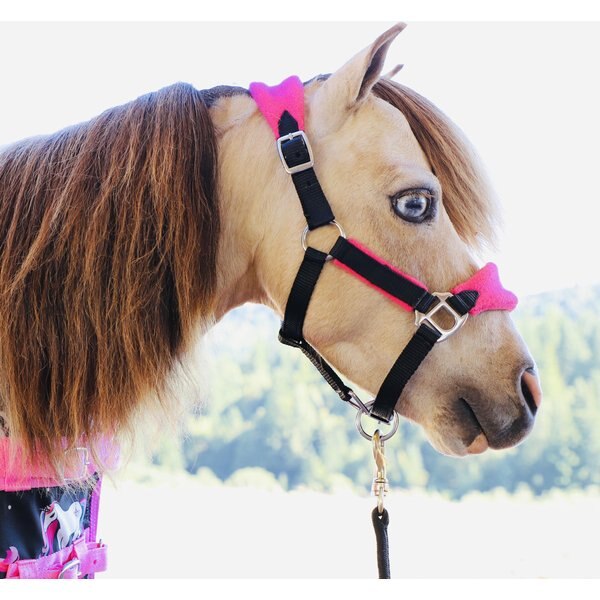 Star Point Horsemanship Mini-Pony Printed Horse Halter