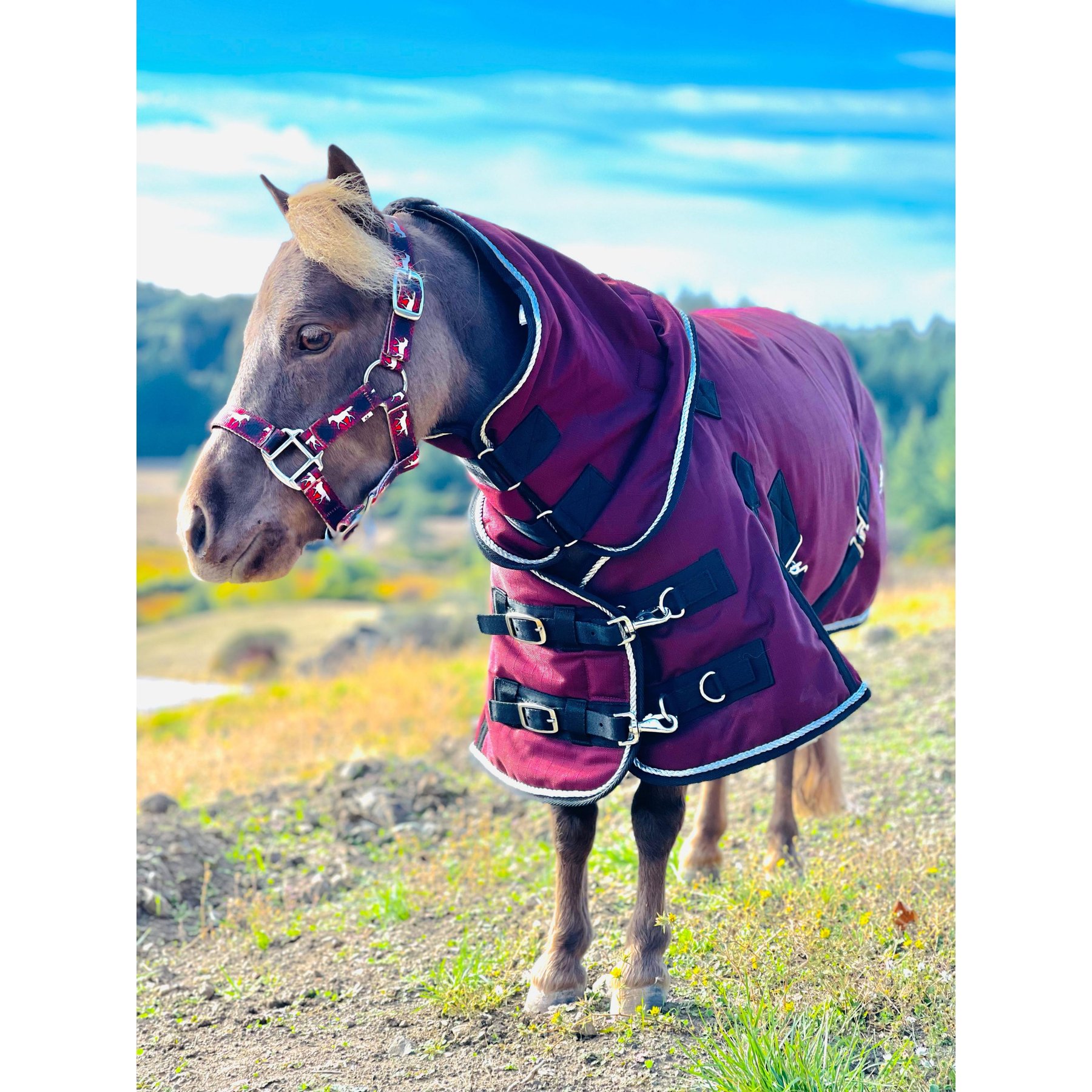 Star Point Horsemanship Mini-Pony 350 Gram Heavyweight Waterproof Hooded Horse Blanket, Burgundy, 52-54-in