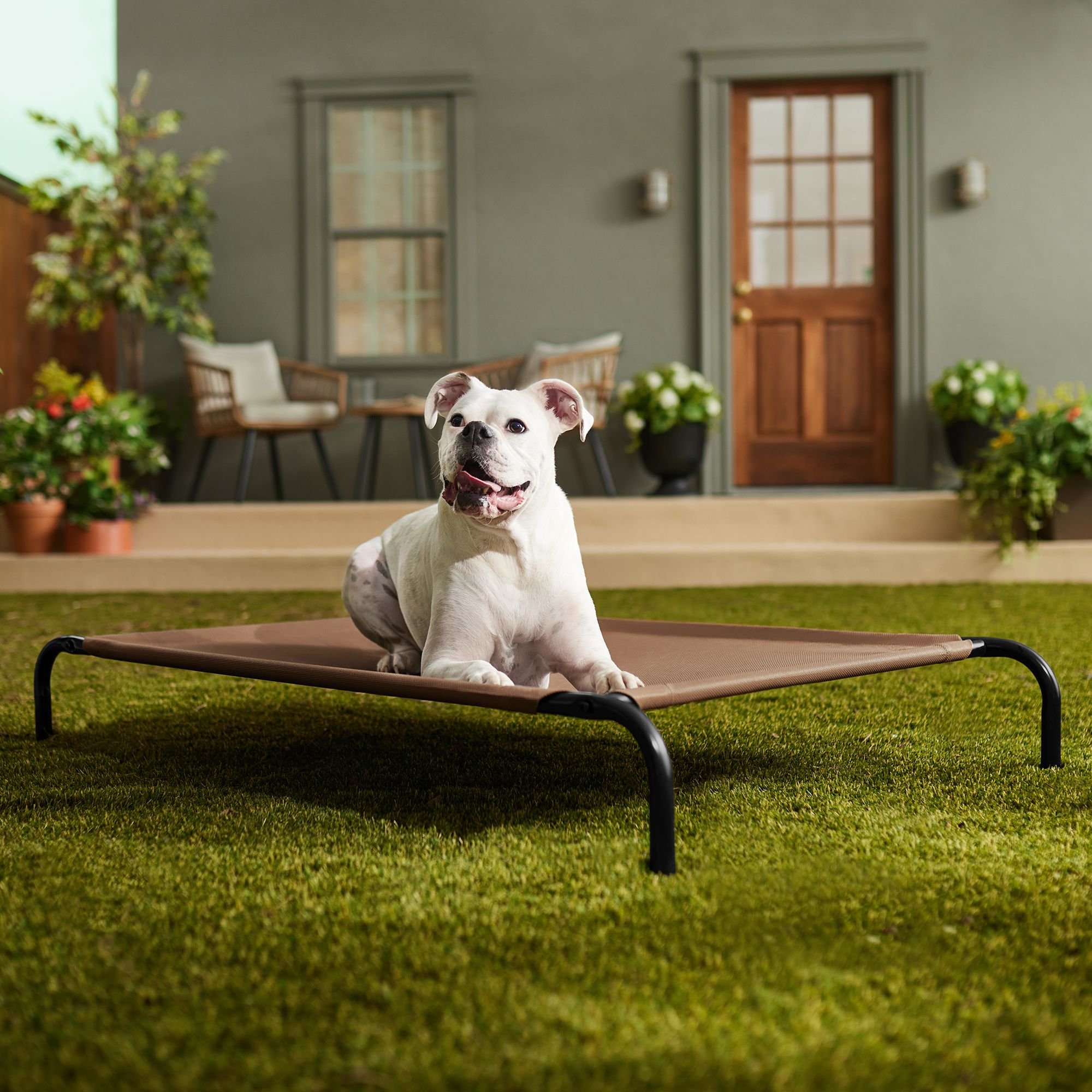 Steel framed elevated dog hot sale bed