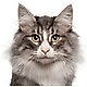 Shop By Cat