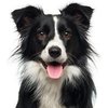 Shop By Dog