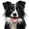 Shop By Dog