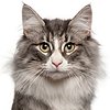 Shop By Cat