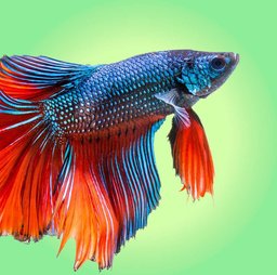Best Fish & Aquarium Supplies