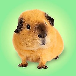 Best Small Animal Supplies & Accessories
