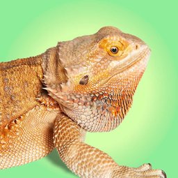 Best Reptile Supplies