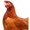 Chicken & Farm Animal