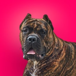 10 Best Dog Foods for Cane Corsos 2024 According to Reviews Chewy