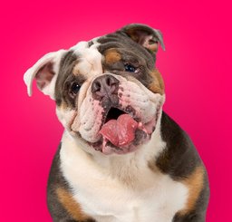 Best english bulldog food best sale