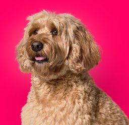 Goldendoodle excited for dog foods.