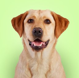 10 Best Dog Foods for Labrador Retrievers 2024: According to Reviews ...