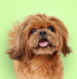 Best dog food for shih tzu with sensitive stomach best sale