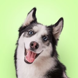 Husky excited for beds.