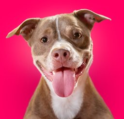 10 Best Dog Foods for Pit Bulls 2024 According to Reviews Chewy