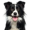 Up to 40% Off Dog Deals