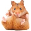 Small Pet