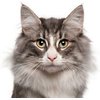Shop by Cat